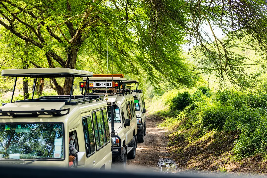 Safari cars in line under the trees