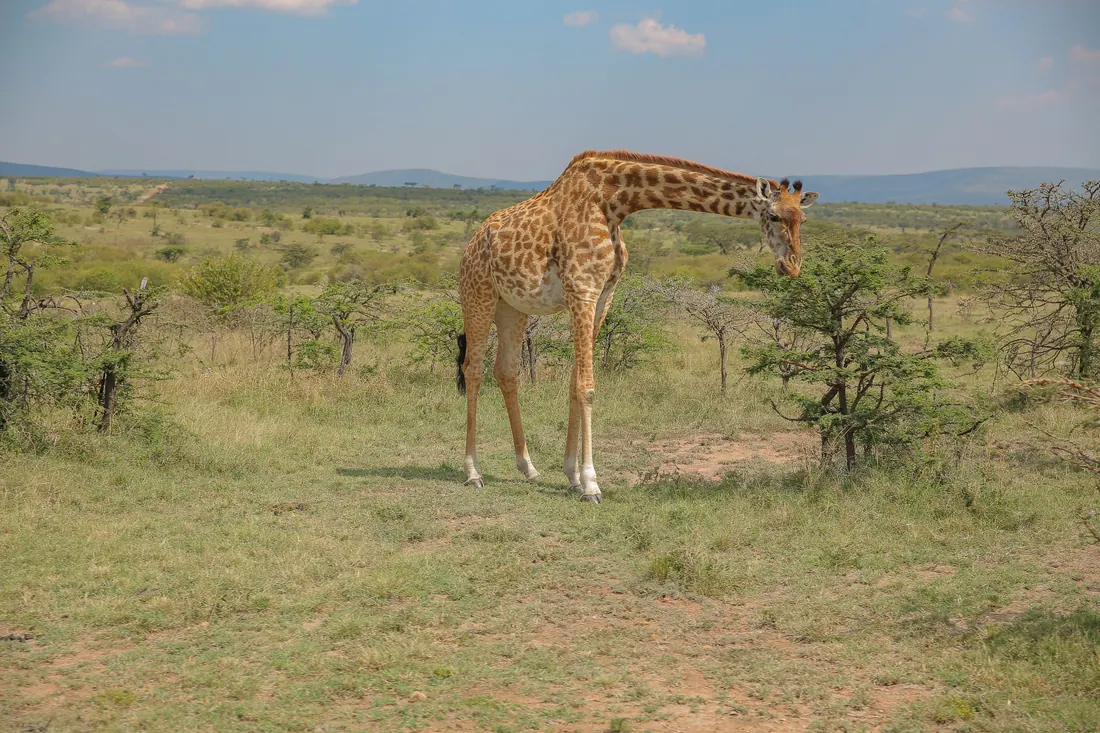 A giraffe feeding on the plains