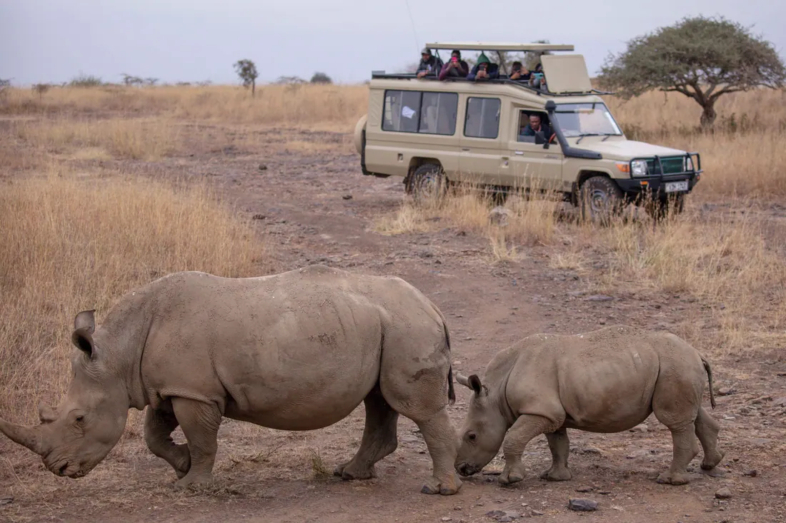 Rhinos crossing in front of a safari car