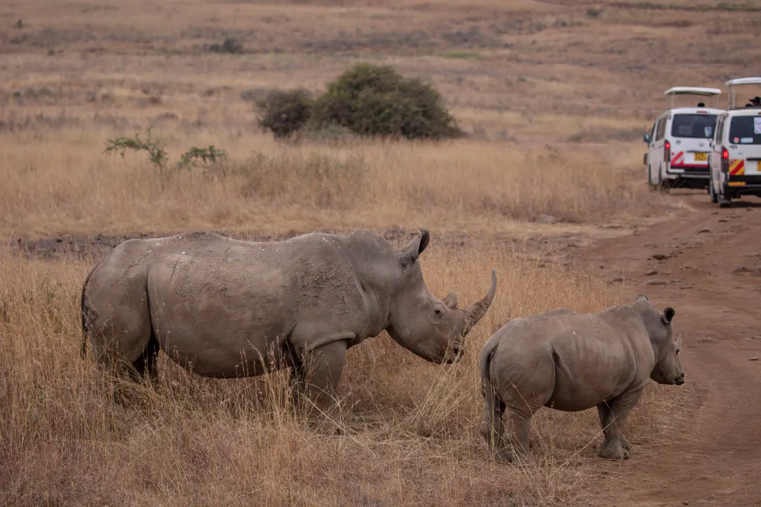 A rhino and her calf beside the track